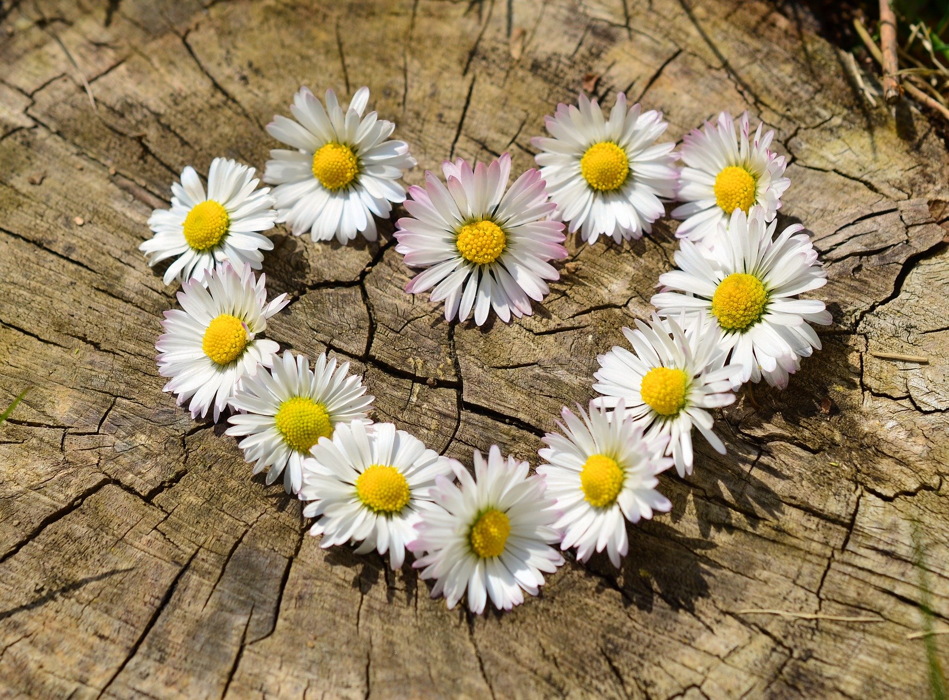 A heart made out of daisy blossoms on a wood background