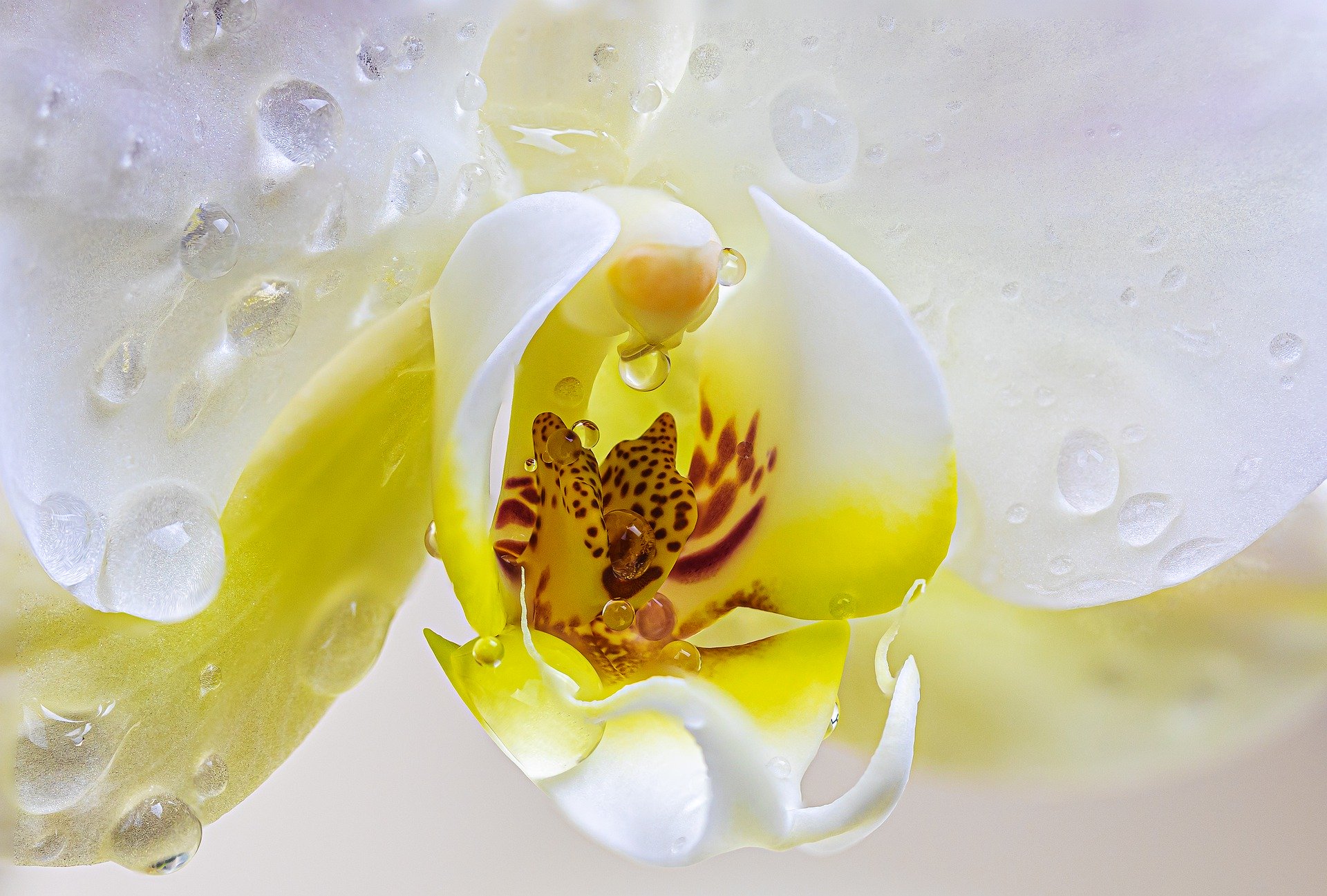 A close-up of a white orchid with yellow and maroon center