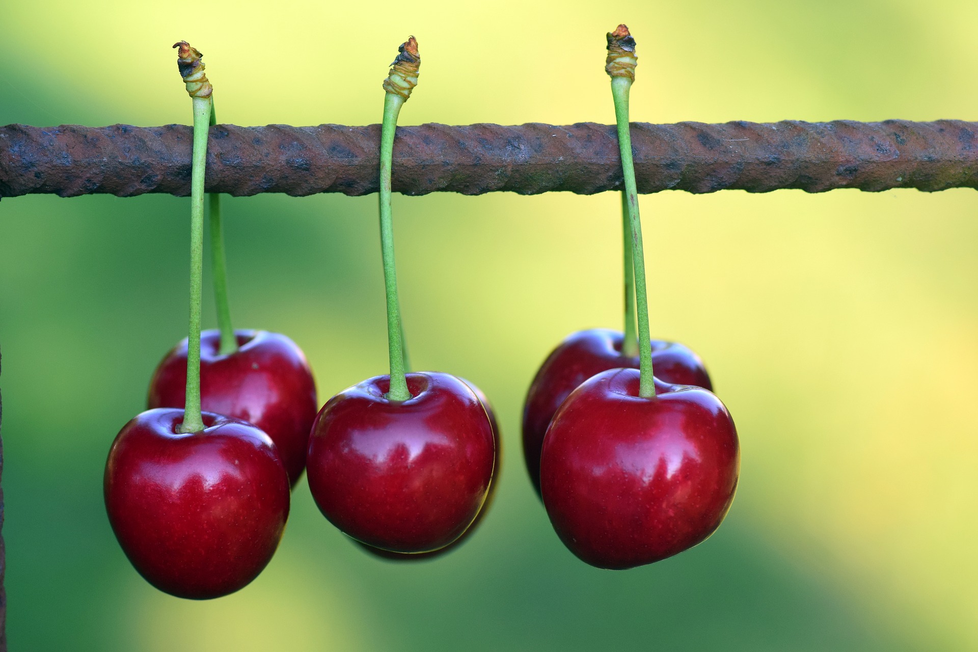 6 ripe cherries hanging from their stems on a piece of rebar